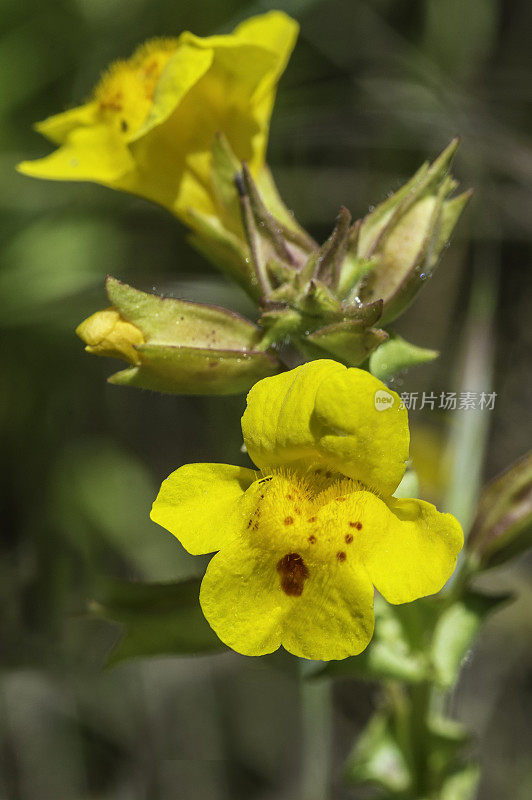 赤滴菊，又名西猴花和普通黄猴花，是一种由蜜蜂授粉的黄色一年生或多年生植物。它以前被称为Mimulus guttatus。Modini Mayacamas保护区，加州索诺马县。Phrymacea